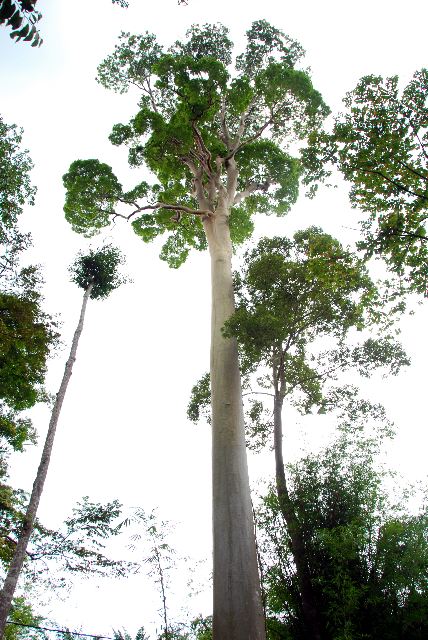 Bukit Hijau Recreational Forest - Kedah Tourist Attractions