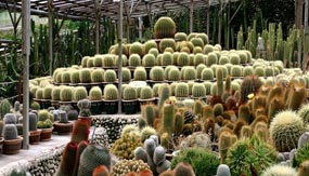 Cactus - Cameron Highlands - Pahang Tourist Attractions