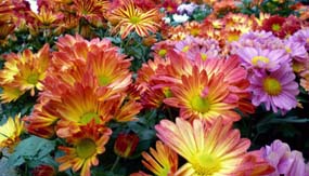 Flower Nurseries - Cameron Highlands - Pahang Tourist Attractions