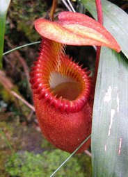 Kinabalu National Park - Sabah Attraction