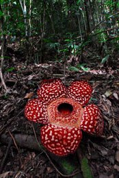 Kinabalu National Park - Sabah Attraction