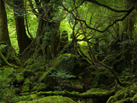 Mossy Forest - Cameron Highlands - Pahang Tourist Attractions