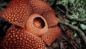 Rafflesia - Cameron Highlands - Pahang Tourist Attractions