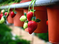 Strawberry - Cameron Highlands - Pahang Tourist Attractions